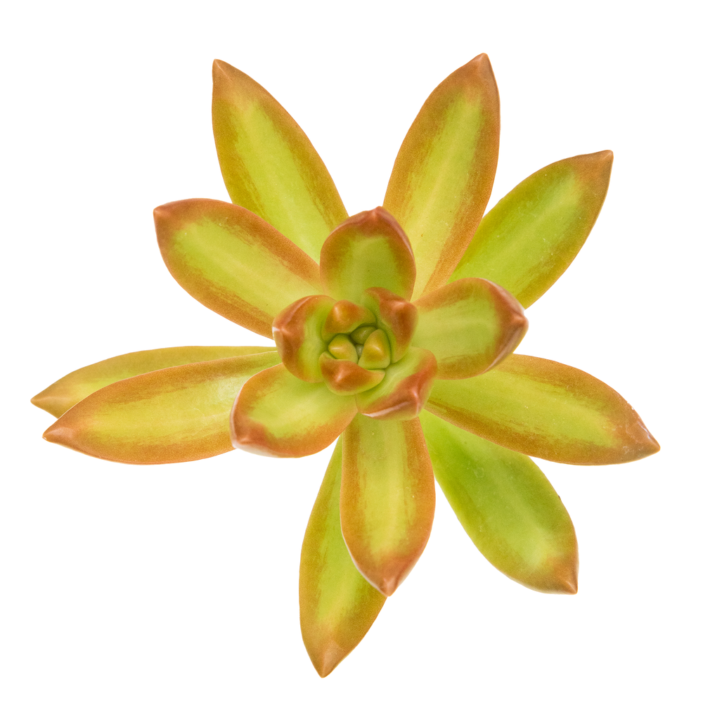 Sedum Nussbaumerianum /  Yellow